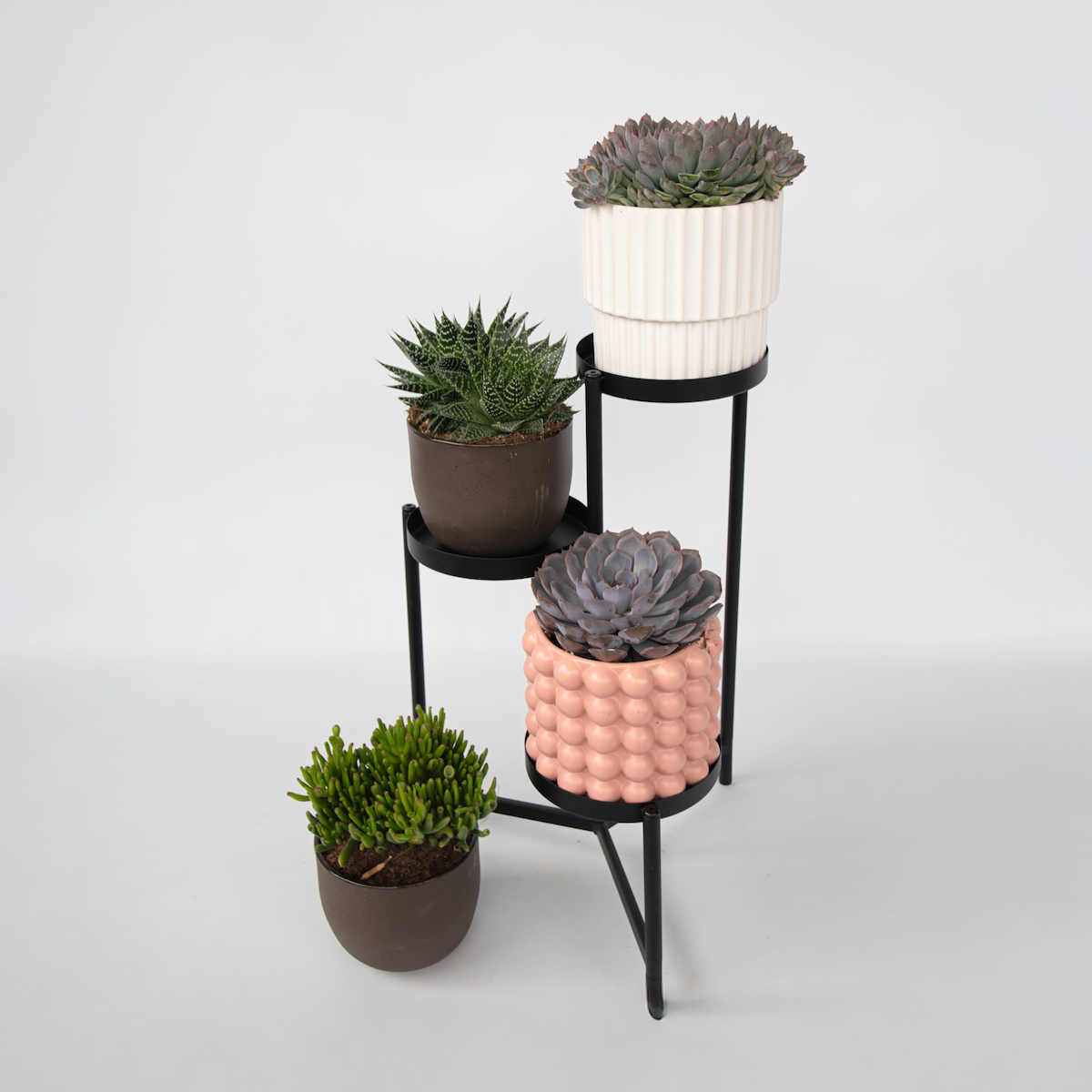 PLANT IN A BOX Mélange de succulentes - Set de 3 - Succulent Mix - H30-35cm - ⌀17cm