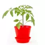  Kit de jardinage : Pot cloche Tomate cerise bio
