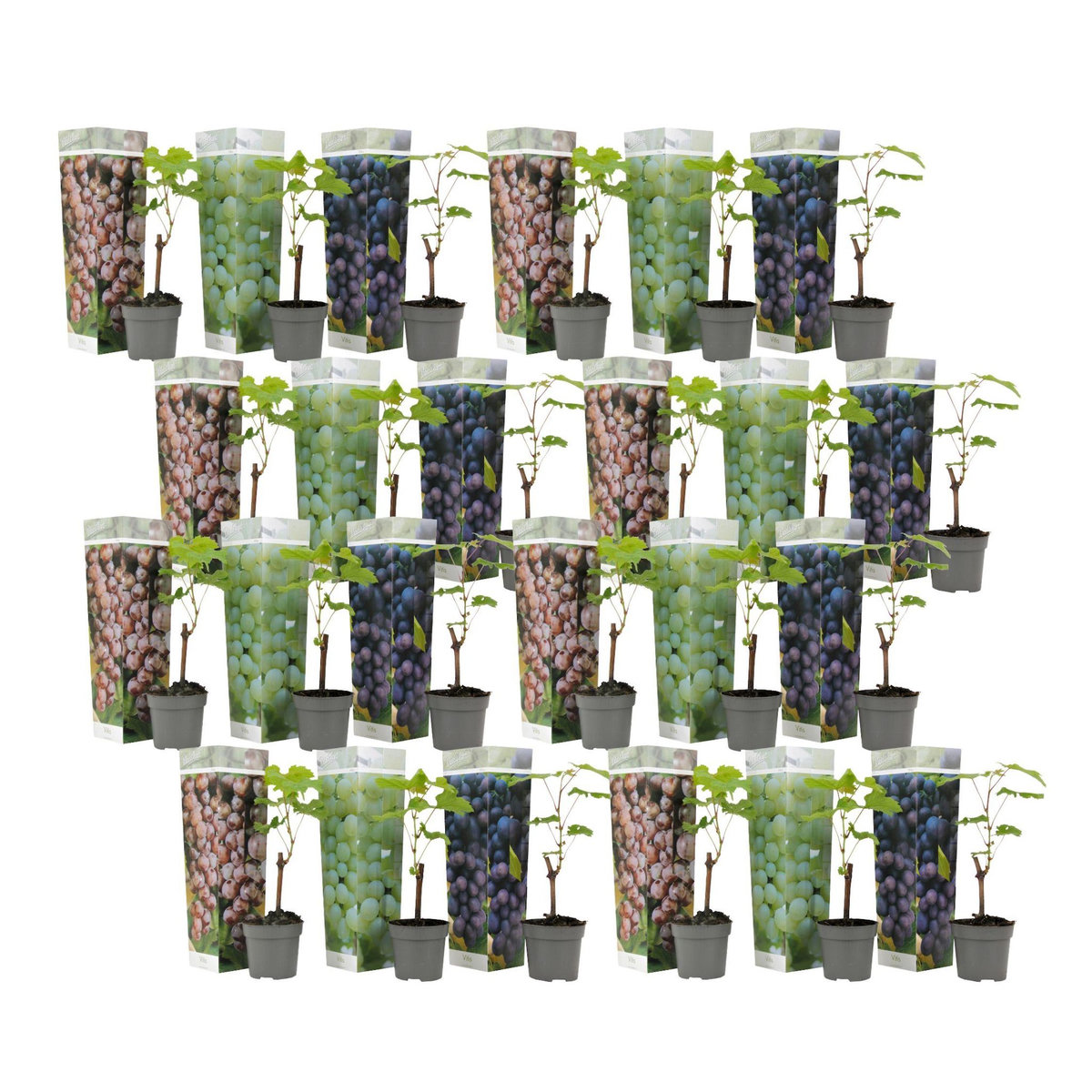PLANT IN A BOX Vigne à raisin - Set de 24 - Vitis vinifera - Hauteur 25-40cm - ⌀9cm