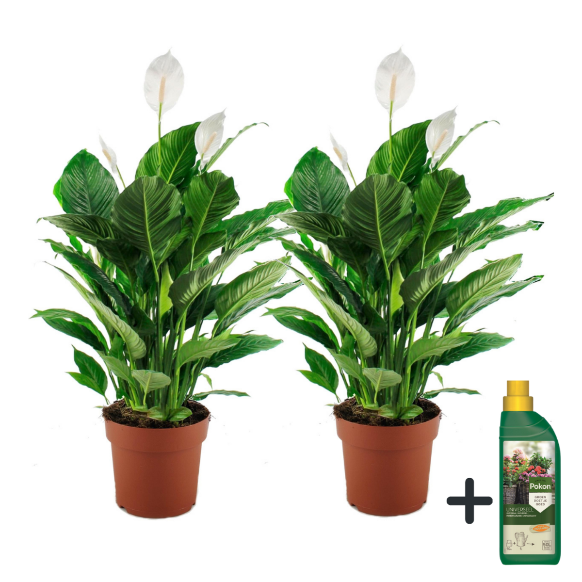 PLANT IN A BOX Fleur de lune - Set de 2 - Spathiphyllum 'Lima' - Hauteur 60-75cm - ⌀17cm