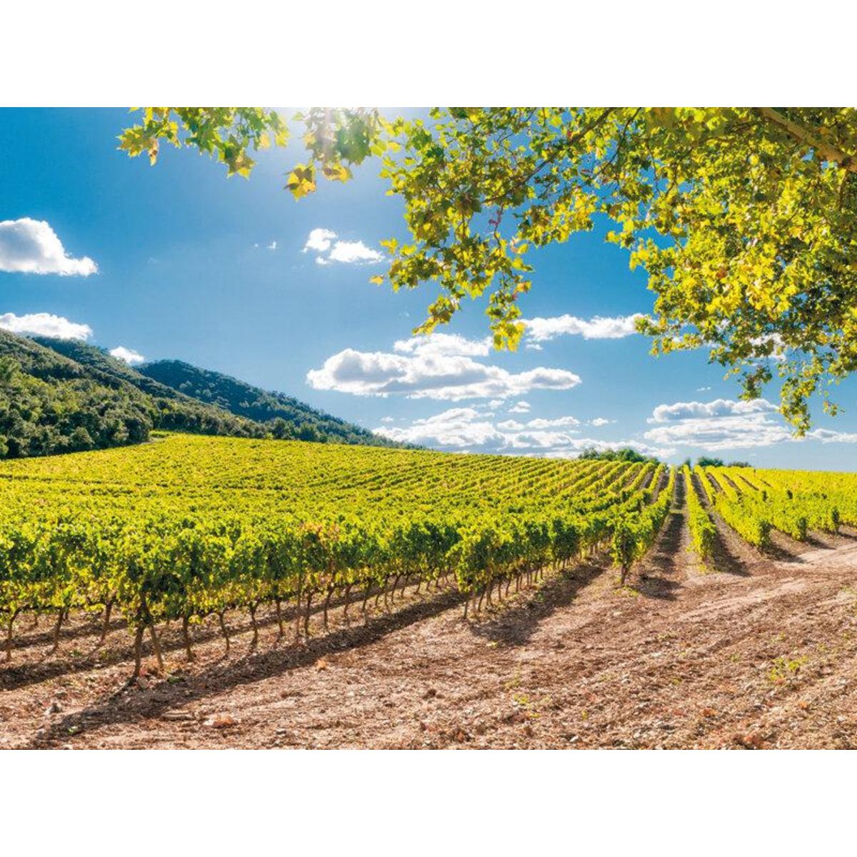 Smartbox Découvertes œnologiques - Coffret Cadeau Gastronomie