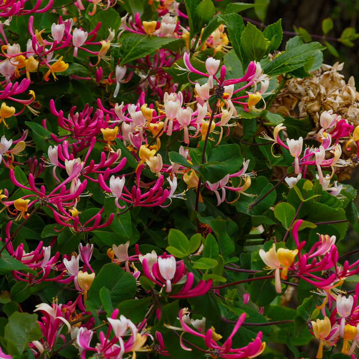 PLANT IN A BOX Chèvrefeuille - Set de 2 - Lonicera 'American Beauty' - H110-120cm - ⌀17cm