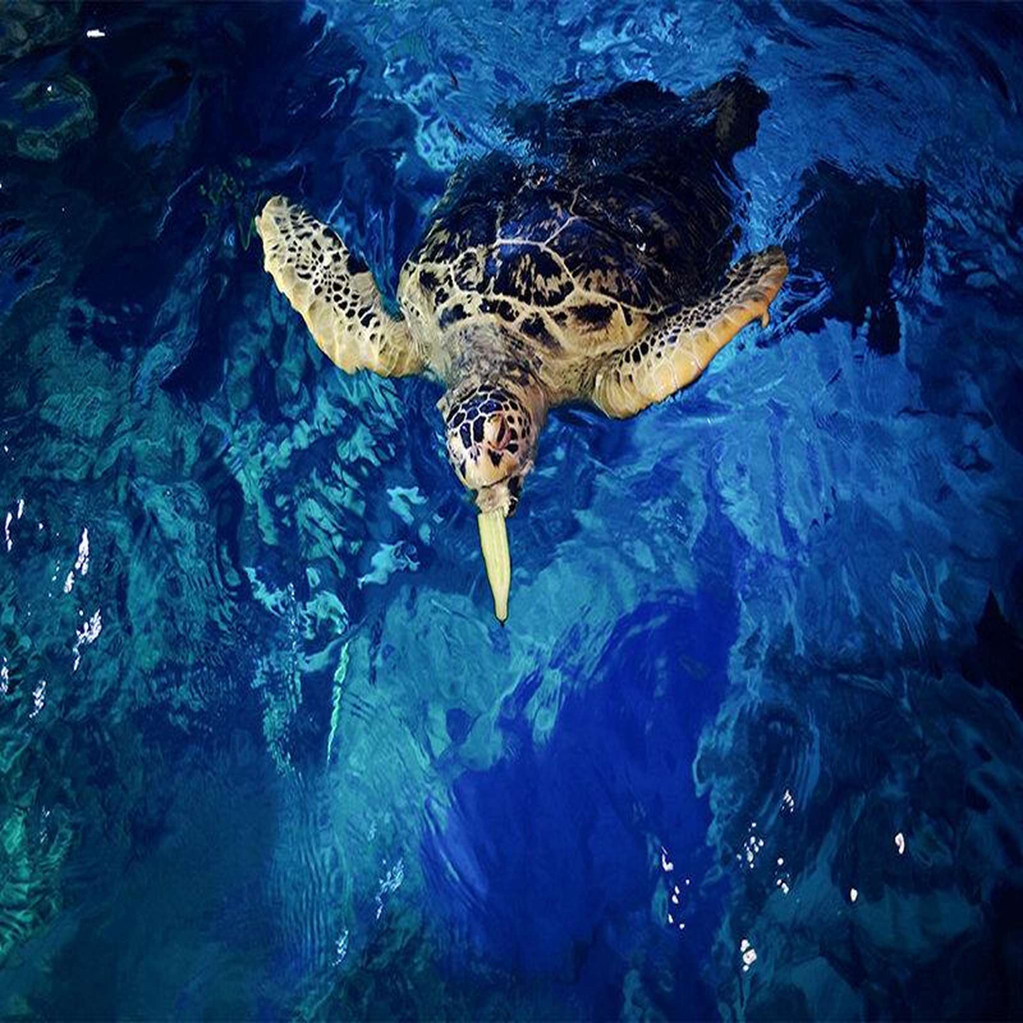 Voir la diapositive 3 : Smartbox Visite de l'aquarium sea life de val d'europe - coffret cadeau sport & aventure