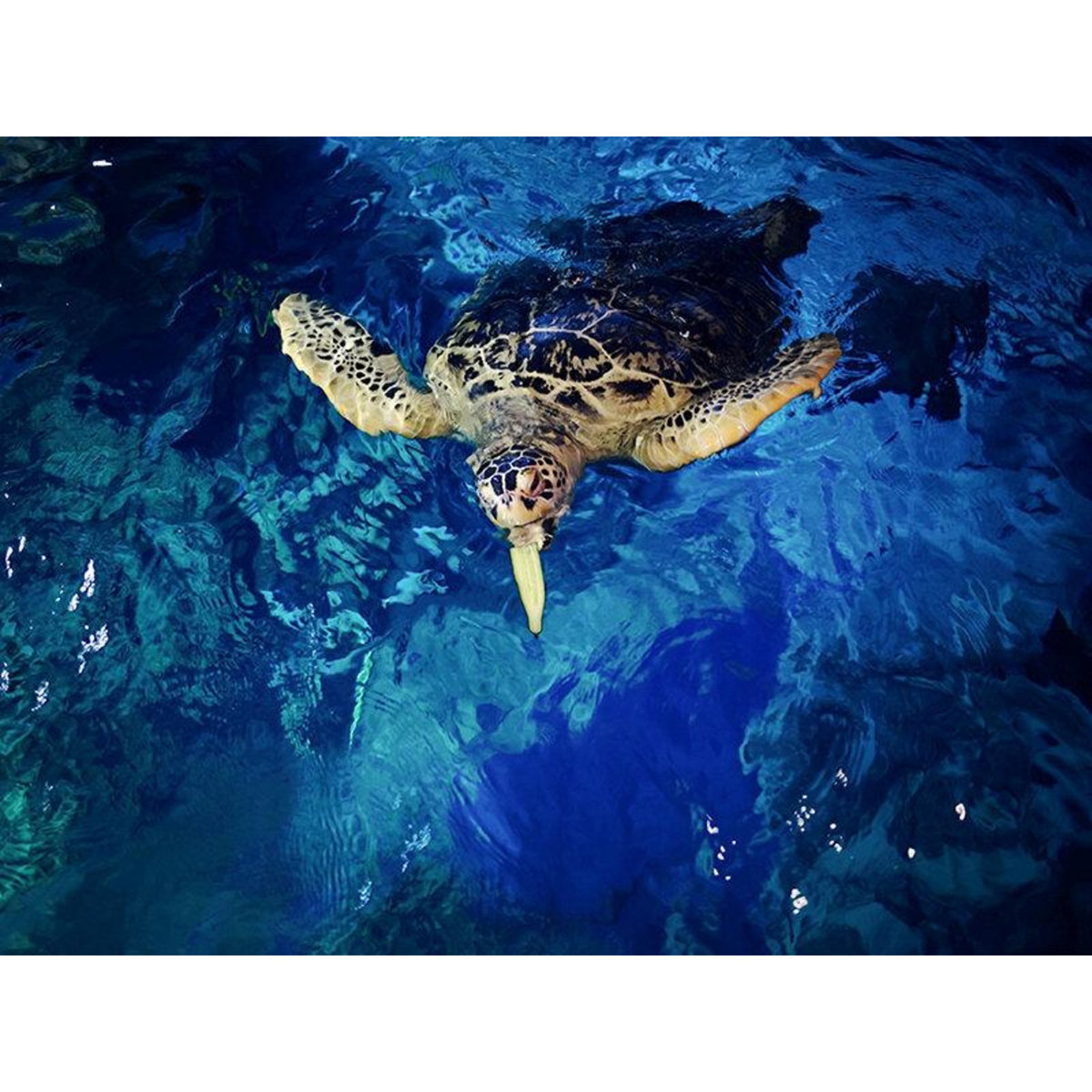 Smartbox Visite de l'Aquarium Sea Life de Val d'Europe - Coffret Cadeau Sport & Aventure