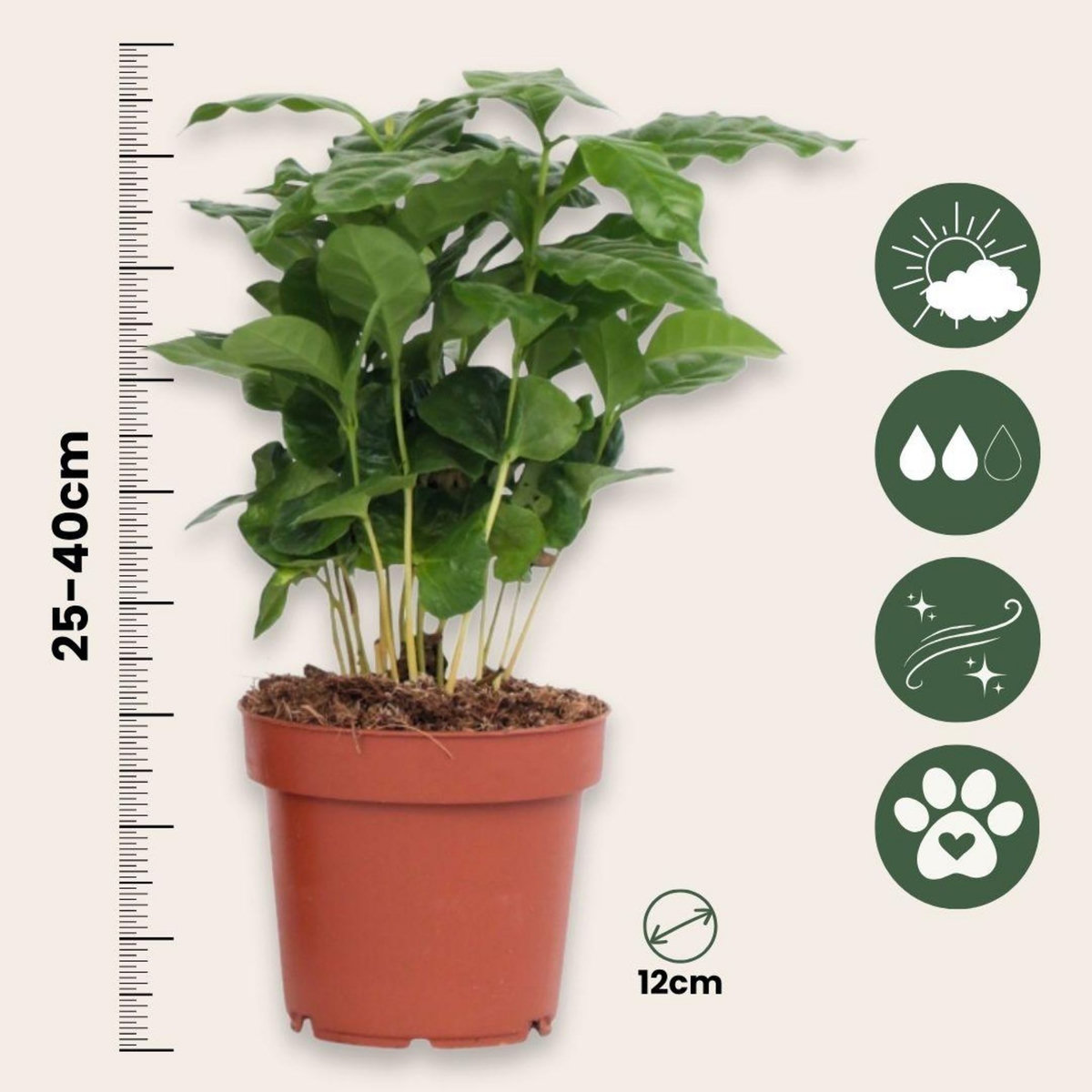 PLANT IN A BOX Caféier - Set de 2 - Coffea arabica - Hauteur 25-40cm - ⌀12cm