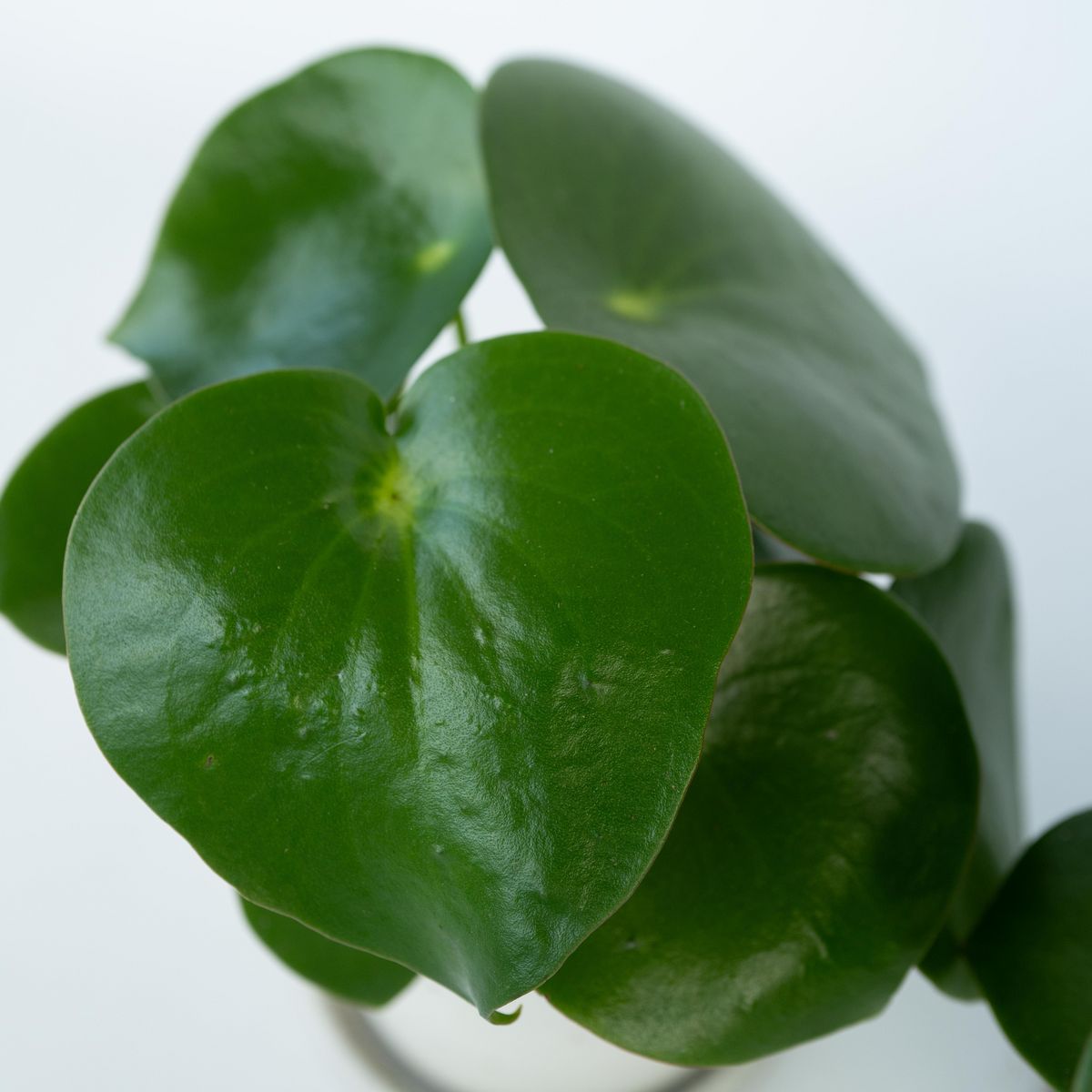 PLANT IN A BOX Pépéromie - Peperomia polybotrya - Hauteur 20-30cm - ⌀12cm