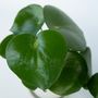 Voir la diapositive 3 : PLANT IN A BOX Pépéromie - Peperomia polybotrya - Hauteur 20-30cm - ⌀12cm