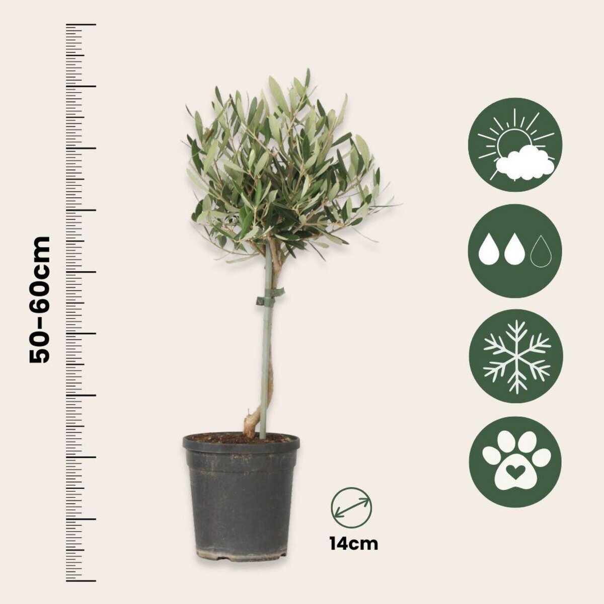 PLANT IN A BOX Olivier - Olea europaea - Hauteur 45-55cm - ⌀14cm