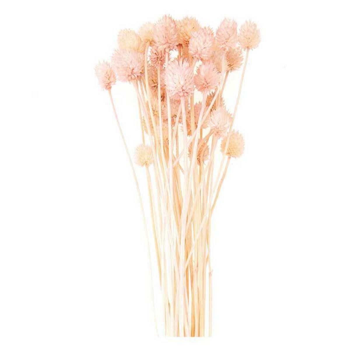 RICO DESIGN Cardères japonais séchés rose - 70 cm