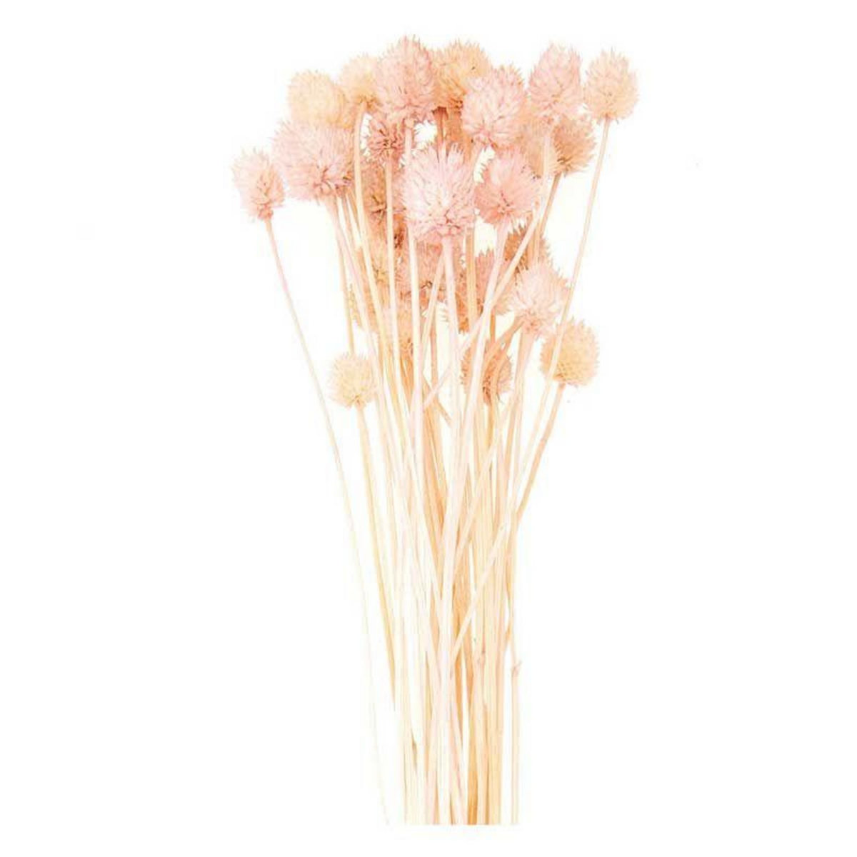RICO DESIGN Cardères japonais séchés rose - 70 cm