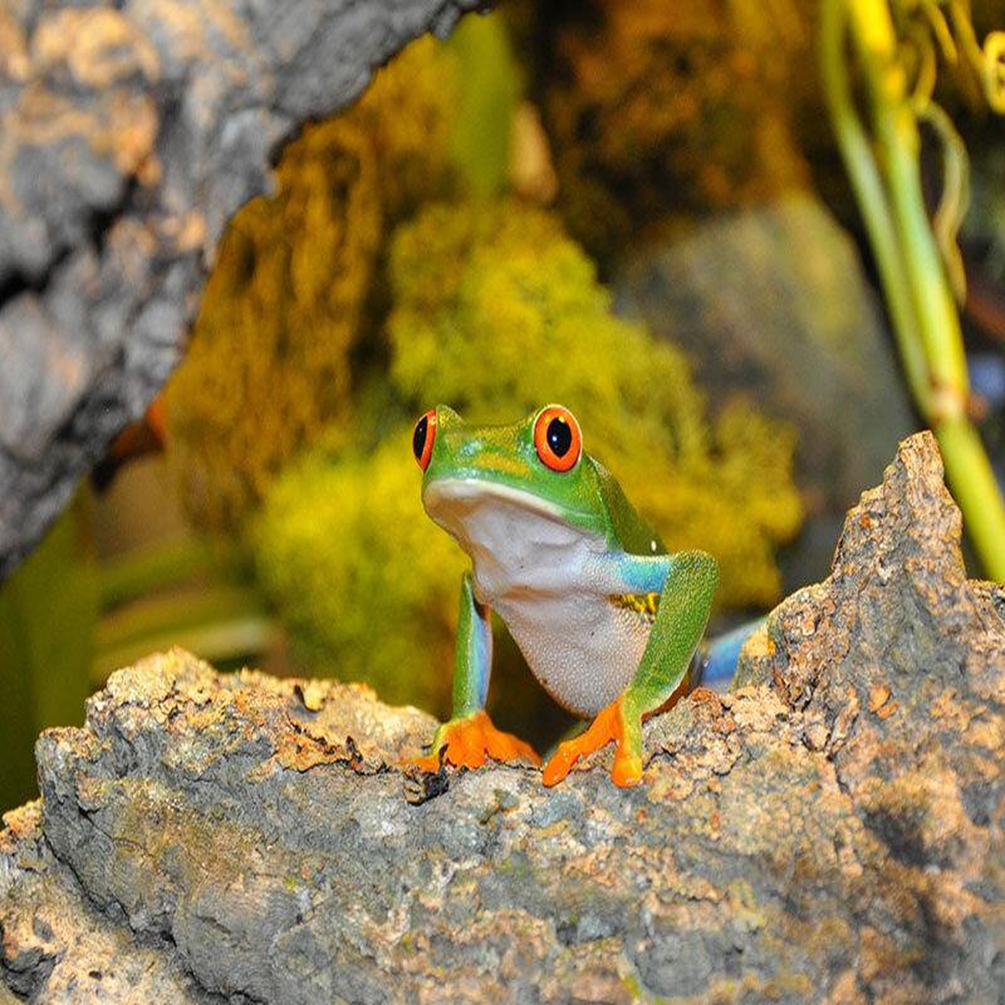 Voir la diapositive 3 : Smartbox Rencontre avec les reptiles et les amphibiens pour 2 personnes près de mâcon - coffret cadeau sport & aventure