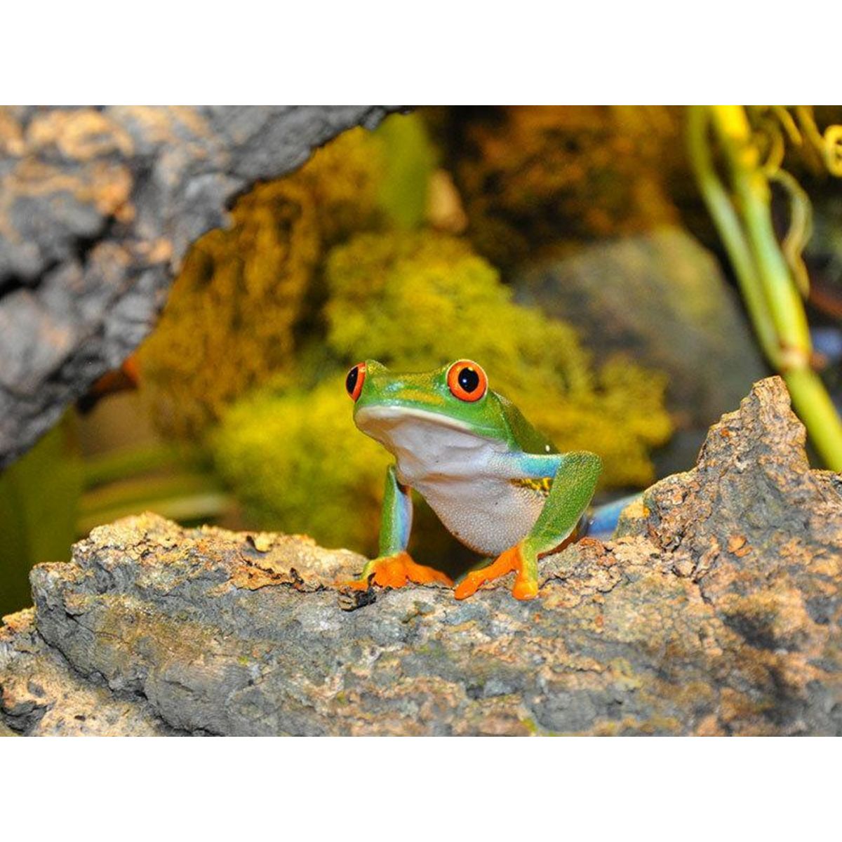 Smartbox Rencontre avec les reptiles et les amphibiens pour 2 personnes près de Mâcon - Coffret Cadeau Sport & Aventure