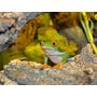 Voir la diapositive 3 : Smartbox Rencontre avec les reptiles et les amphibiens pour 2 personnes près de Mâcon - Coffret Cadeau Sport & Aventure