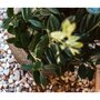 CAPI Capi Pot a fleurs Nature Row conique 42x38 cm Vert olive