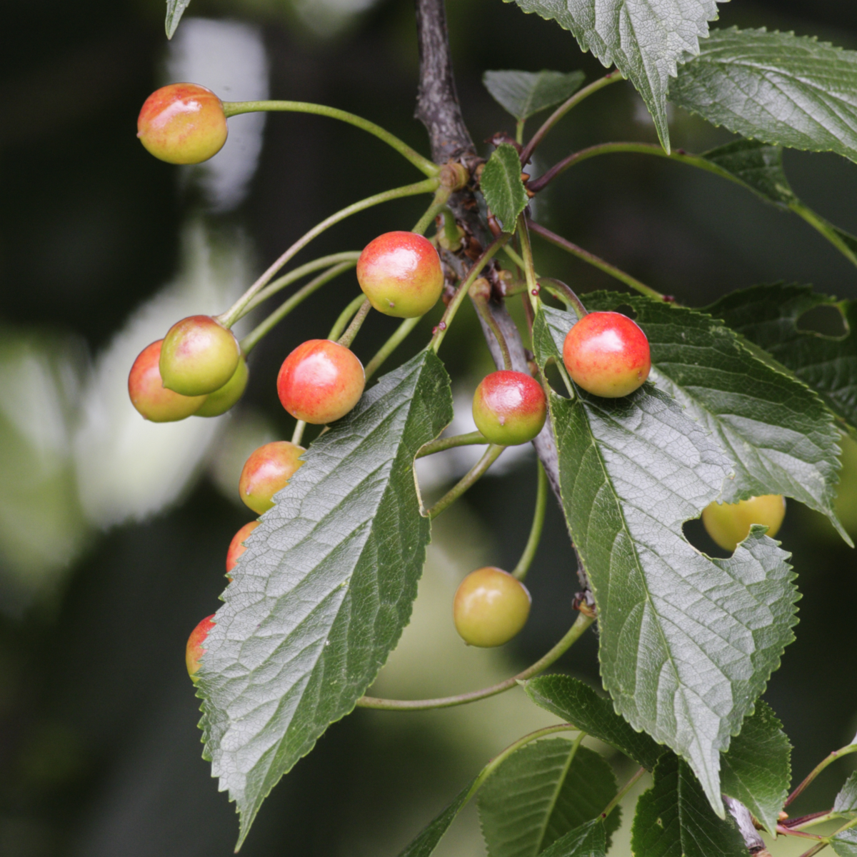 PLANT IN A BOX Mélange d'arbres fruitiers - Set de 8 - Malus, Pryus, Prunus - H60-70cm - ⌀9cm