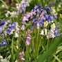Voir la diapositive 4 : PLANT IN A BOX Jacinthe - Set de 40 - Hyacinthoides Hispanica - Bulbes à fleurs