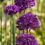 Voir la diapositive 4 : PLANT IN A BOX Ail - Set de 30 - Allium 'Purple Sensation' - Bulbes à fleurs - Violet