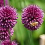 Voir la diapositive 3 : PLANT IN A BOX Mélange de bulbes pour le jardin - Set de 250 - Allium Narcissus Muscari, Tulipa