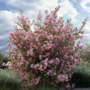 Voir la diapositive 4 : PLANT IN A BOX Clématite - Set de 3 - Clematis 'Hagley Hybrid' - Hauteur 25-40cm - ⌀9cm
