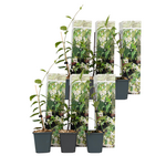 PLANT IN A BOX Jasmin étoilé - Set de 6 - Trachelospermum jasminoides - Hauteur 25-40cm - ⌀9cm