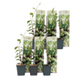 Voir la diapositive 1 : PLANT IN A BOX Jasmin étoilé - Set de 6 - Trachelospermum jasminoides - Hauteur 25-40cm - ⌀9cm