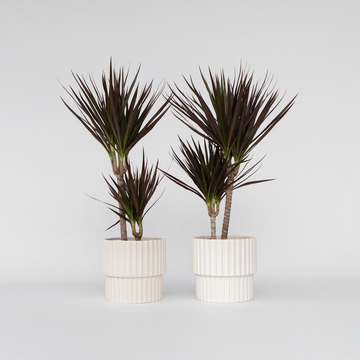 PLANT IN A BOX Dragonnier - Set de 2 - Dracaena marginata 'Magenta' - Hauteur 70-80cm - ⌀17cm