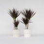 Voir la diapositive 6 : PLANT IN A BOX Dragonnier - Set de 2 - Dracaena marginata 'Magenta' - Hauteur 70-80cm - ⌀17cm
