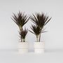 Voir la diapositive 6 : PLANT IN A BOX Dragonnier - Set de 2 - Dracaena marginata 'Magenta' - Hauteur 70-80cm - ⌀17cm