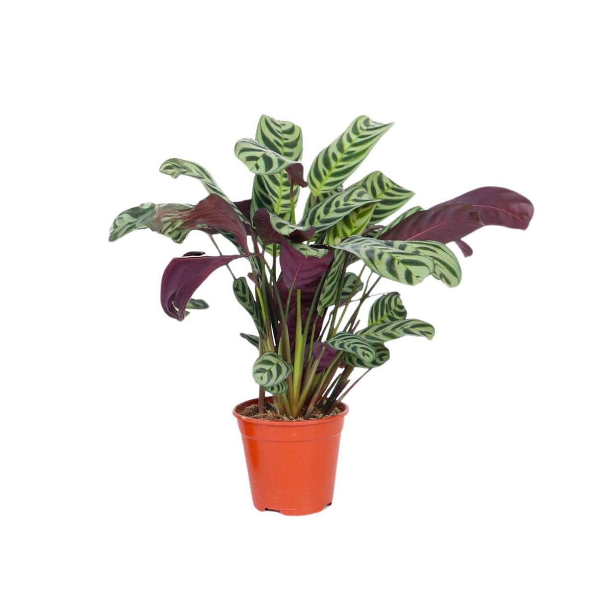 PLANT IN A BOX Plante Dormeuse - Ctenanthe 'burle-marxii' - Hauteur 25-40cm - ⌀12cm