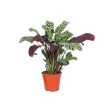 PLANT IN A BOX Plante Dormeuse - Ctenanthe 'burle-marxii' - Hauteur 25-40cm - ⌀12cm