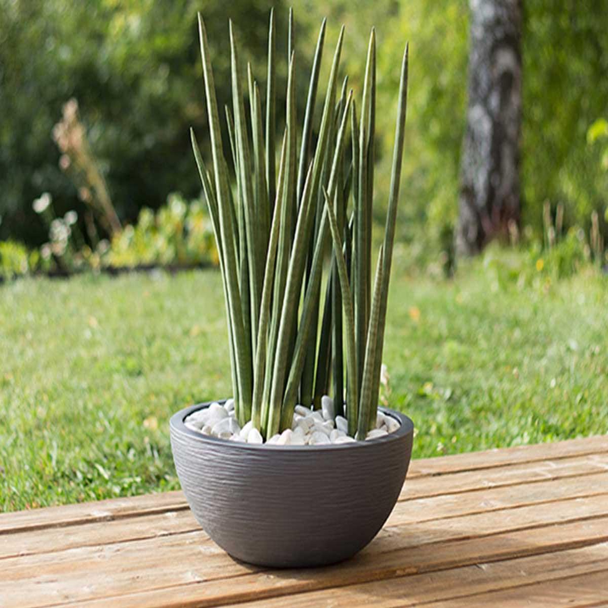Voir la diapositive 2 : Eda Pot de fleur Vasque Graphit Anthracite - Eda