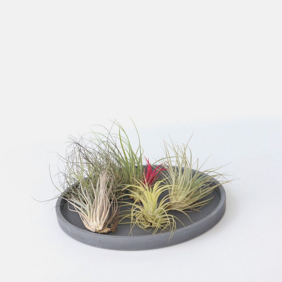 PLANT IN A BOX Plante aérienne - Set de 6 - Tillandsia - Hauteur 5-15cm - ⌀5cm