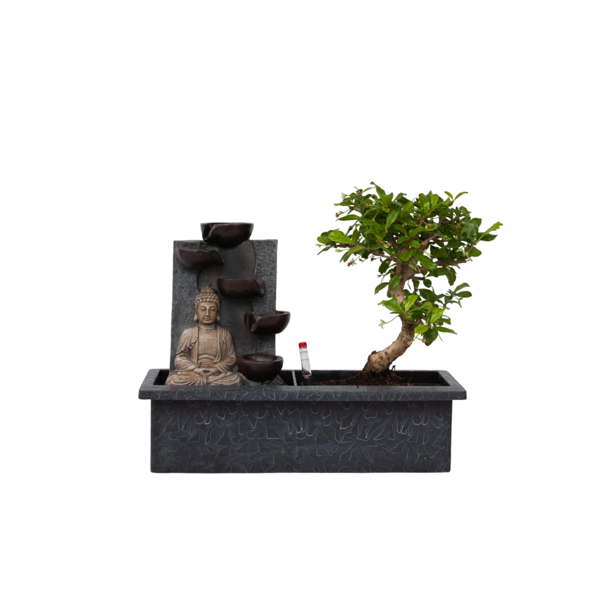 PLANT IN A BOX Bonsaï - Bonsai - Hauteur 25-35cm - ⌀29cm