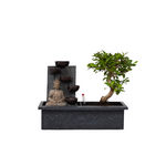 PLANT IN A BOX Bonsaï - Bonsai - Hauteur 25-35cm - ⌀29cm