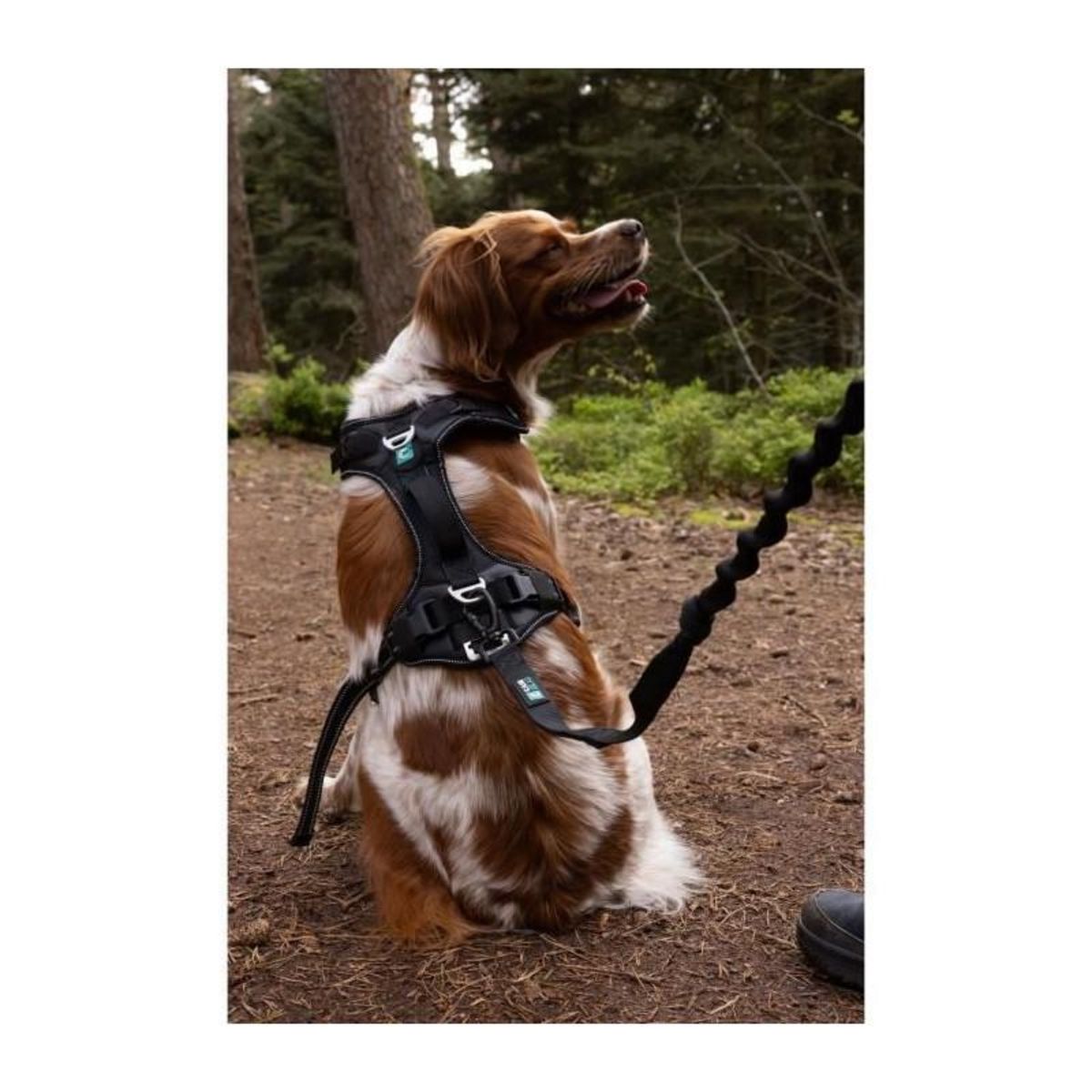 Harnais pour chien - SYMBIOZ - S - Noir / Bleu