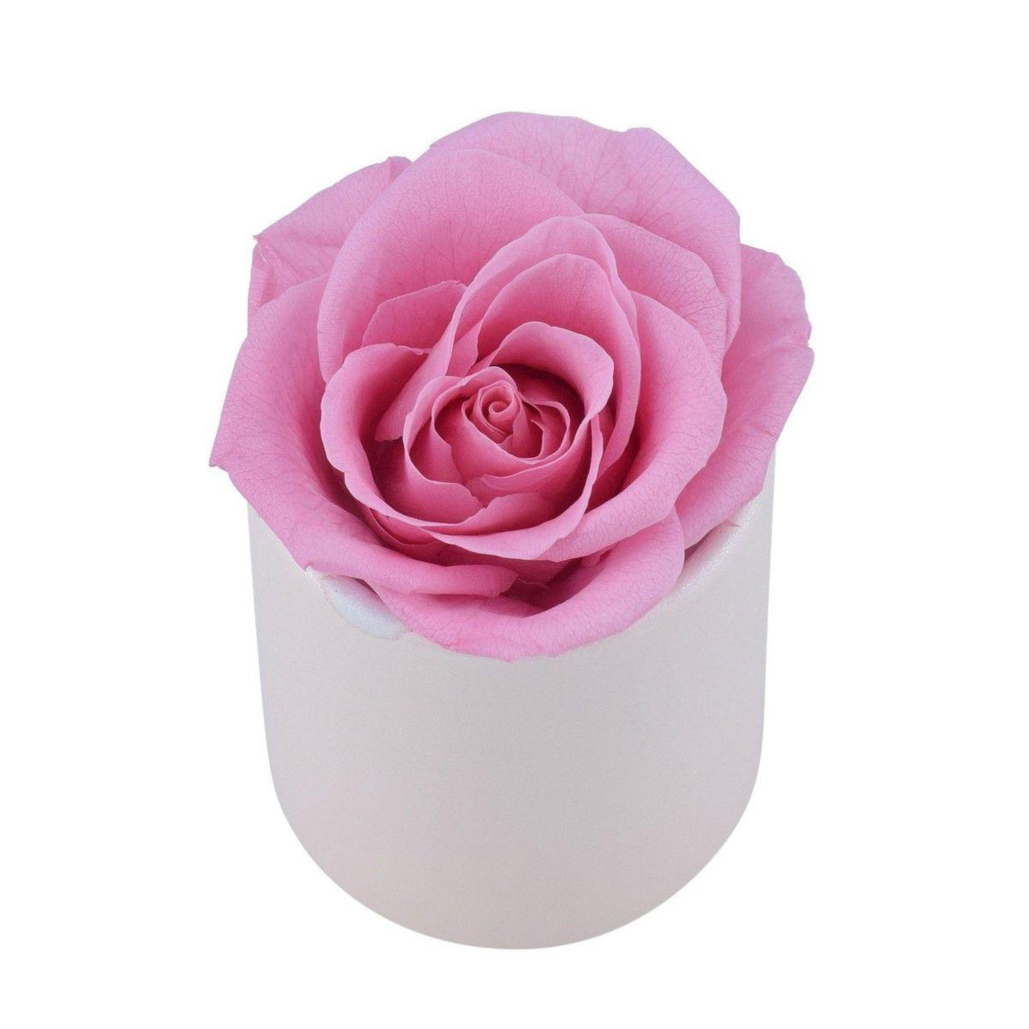 Voir la diapositive 3 : SC CRYSTAL Coffret rose éternelle - stabilisée