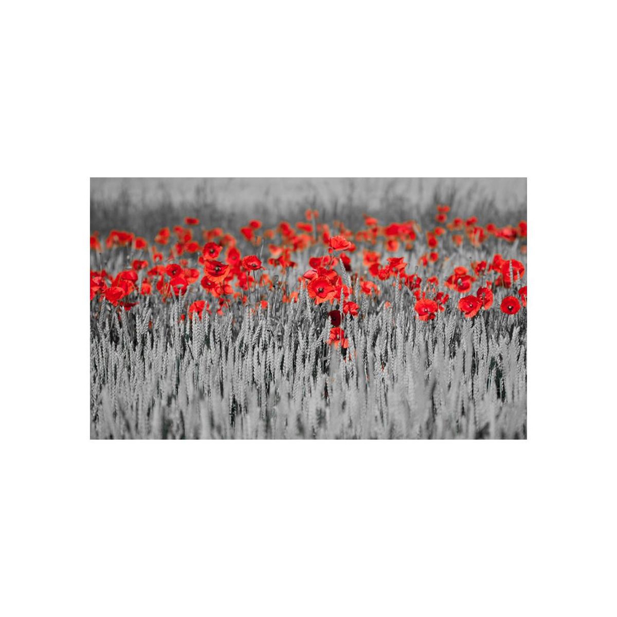 Voir la diapositive 2 : Paris Prix Papier peint  coquelicots rouge sur champ noir & blanc  270x450cm