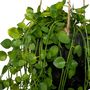 Voir la diapositive 2 : ATMOSPHERA Plante Artificielle à Suspendre  Living  62cm Vert