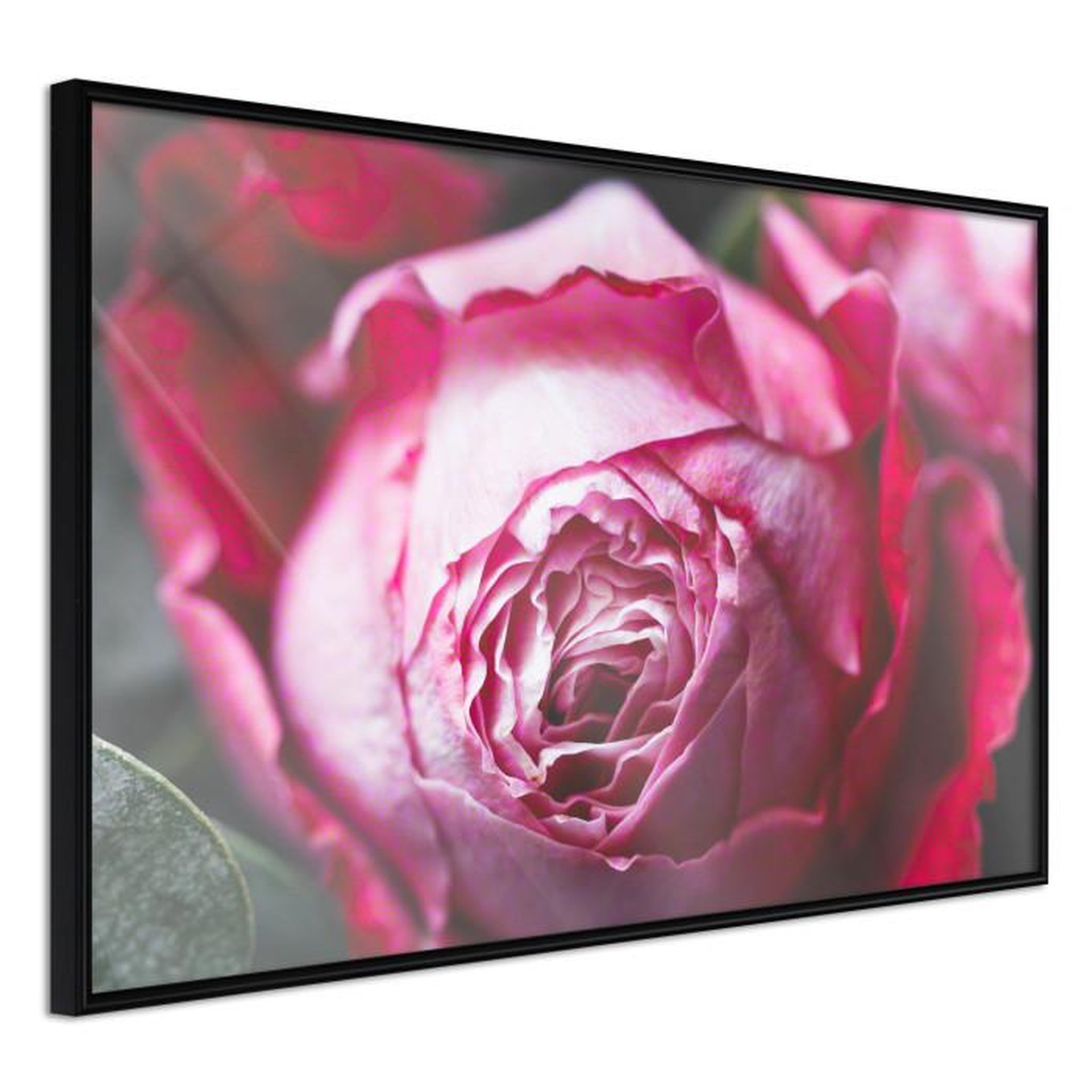 Paris Prix Affiche Murale Encadrée  Blooming Rose. Coloris disponibles : Noir, Jaune