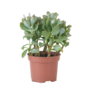 Voir la diapositive 1 : PLANT IN A BOX Plante de jade - Crassula arborescens 'Curly' - Hauteur 15-25 cm - Pot 12 cm