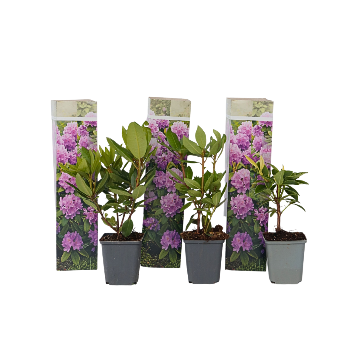 PLANT IN A BOX Buisson à fleurs - Set de 3 - Rhododendron 'Catawbiense' - H25-40cm - ⌀9cm