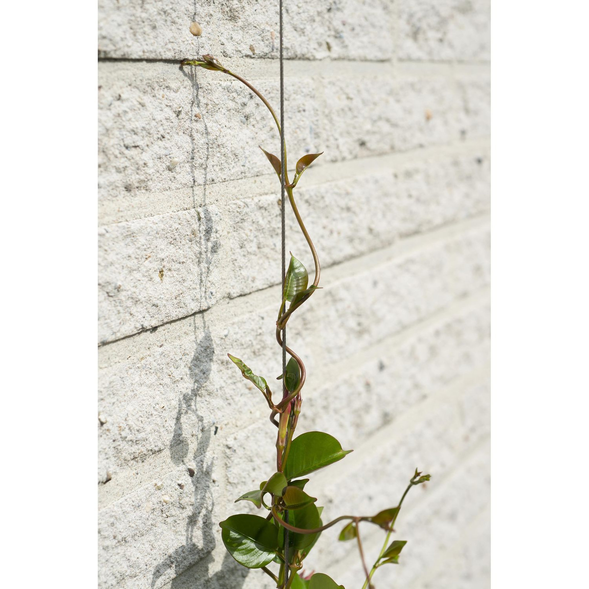 Voir la diapositive 3 : NATURE Kit de palissage - Cable fil de fer galvanisé pour treillis
