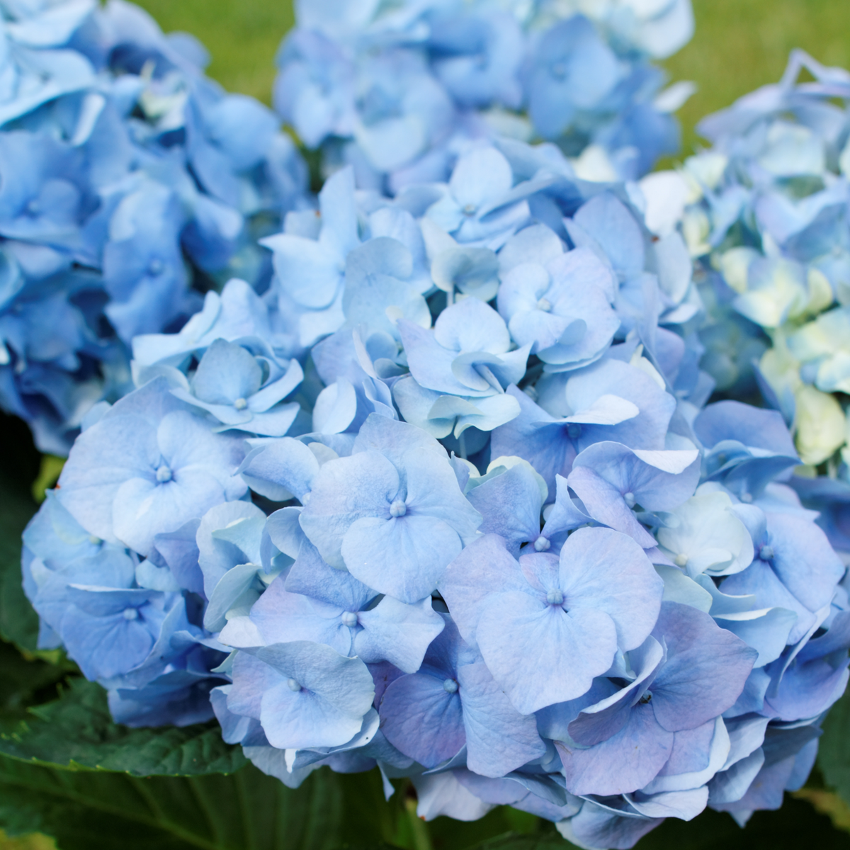 PLANT IN A BOX Hortensia - Set de 6 - Hydrangea macrophylla - Hauteur 25-40cm - ⌀9cm
