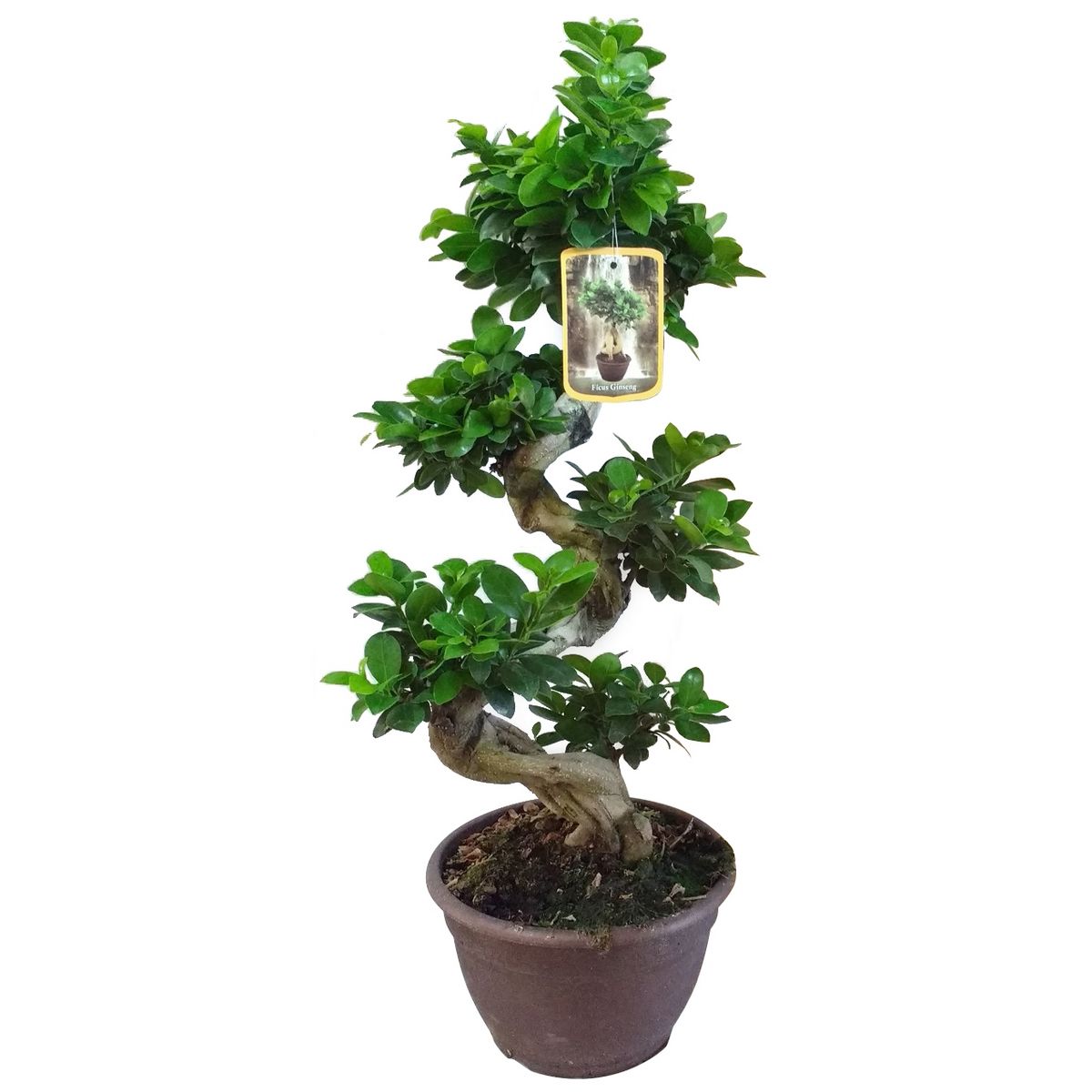 Ficus Ginseng Formé "S" 