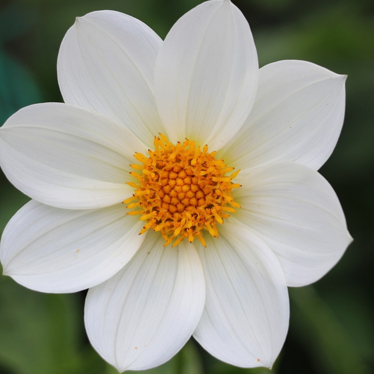 PLANT IN A BOX Mélange de bulbes pour le jardin - Set de 250 - Anemone Allium Gladiolus Dahlia