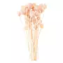 RICO DESIGN Cardères japonais séchés rose - 70 cm