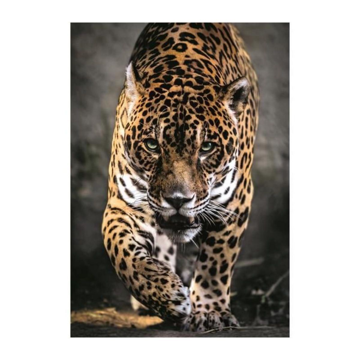 CLEMENTONI Puzzle Clementoni 1000 pièces Compact 70 x 50 cm