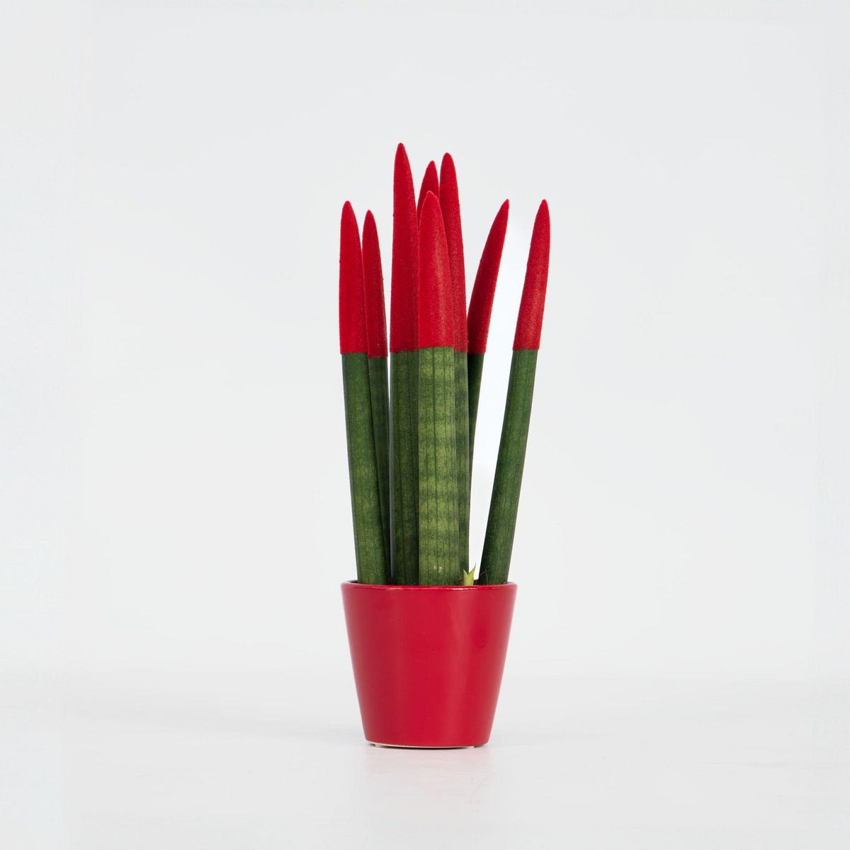 PLANT IN A BOX Sansevieria cylindrique - Hauteur 20-40cm - Pot 9cm