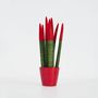 Voir la diapositive 6 : PLANT IN A BOX Sansevieria cylindrique - Hauteur 20-40cm - Pot 9cm