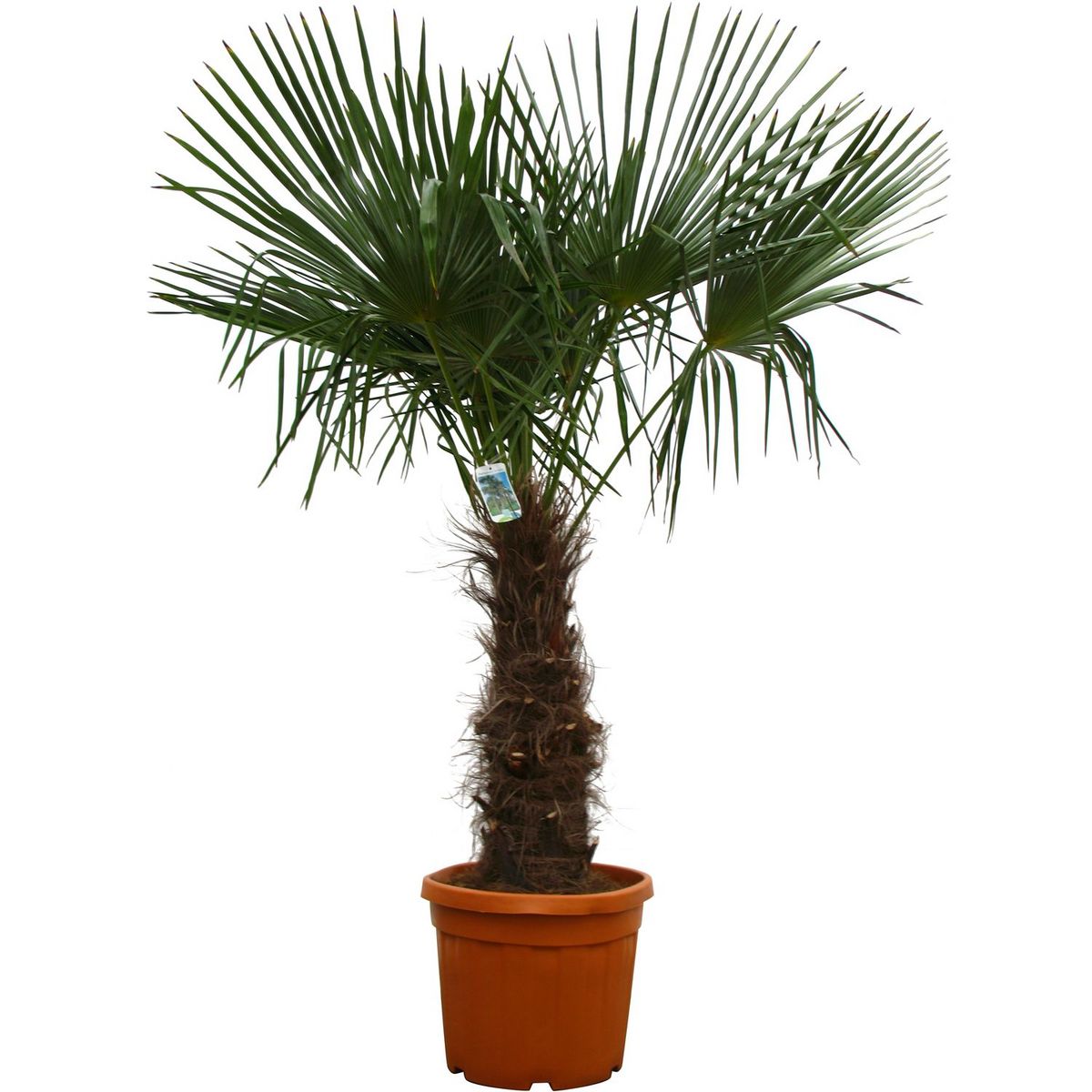 Palmier de Chine (Chamaerops excelsa) - Tronc 60/80cm - H160/200cm